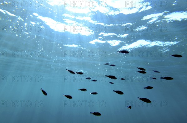 A school of damselfish (chromis) under the surface, majorca, balearics, spain