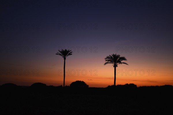 Date palm trees at sunset, majorca, balearics, spain