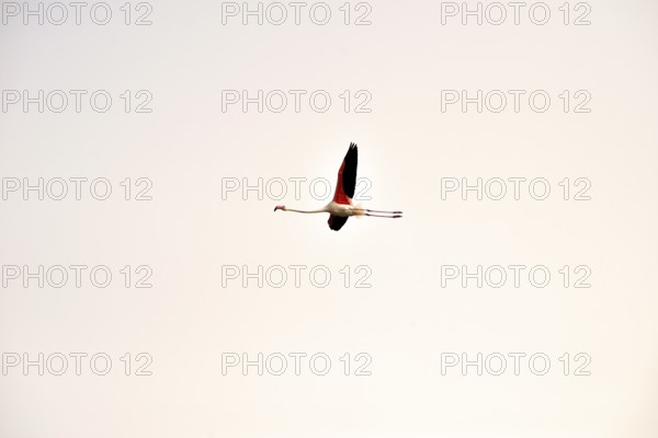 A flamingo (phoenicopterus roseus) in flight, Majorca, balearics, spain
