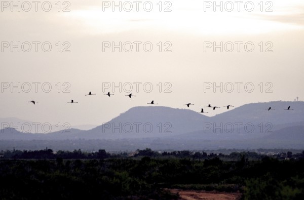 A flock of flamingos (phoenicoptreus roseus) in the evening hours, majorca, balearics, spain