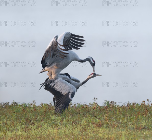 Crane (Grus grus), cranes near the copula, mating in a wetland, wetland, Lower Saxony, Germany
