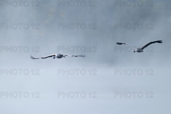 Crane (Grus grus) two cranes flying over a lake, fog, clouds of fog, Lower Saxony, Germany