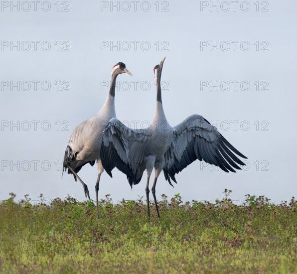Crane (Grus grus), cranes courting in a wetland, wetland, Lower Saxony, Germany