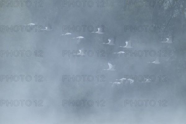 Crane (Grus grus) flying in front of a forest, fog, clouds of fog, Lower Saxony, Germany