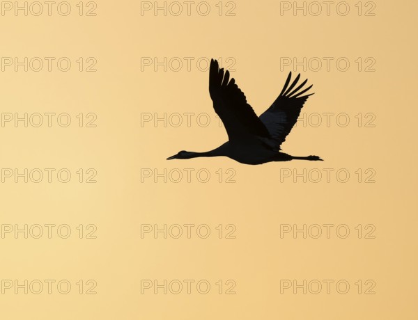 Crane (Grus grus) flying against a warm orange sky at dawn, silhouette, Lower Saxony, Germany