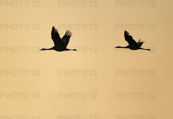 Crane (Grus grus), two cranes flying in the morning light against a warm orange sky, silhouettes, Lower Saxony, Germany