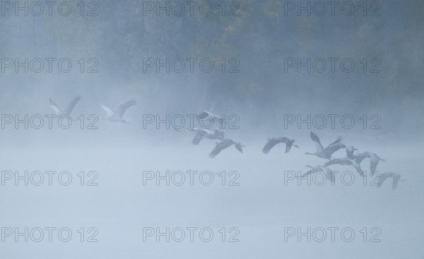 Crane (Grus grus), cranes flying over a lake, fog, clouds of fog, Lower Saxony, Germany