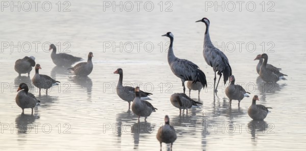 Cranes (Grus grus), cranes and gray geese (Anser anser) stand in the shallow water zone of a lake, haze, fog, Lower Saxony, Germany
