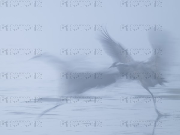 Crane (Grus grus), two cranes taking off to fly from a shallow water zone of a lake, motion blur, long exposure, moving, mopping effect, Lower Saxony, Germany