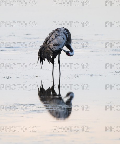 Crane (Grus grus) caring for plumage in the shallow water zone of a lake, Lower Saxony, Germany