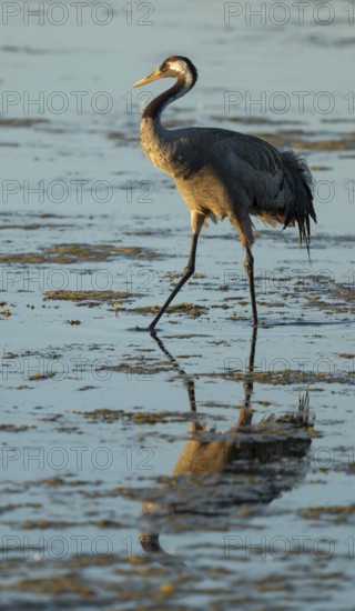Crane (Grus grus) standing in the shallow water zone of a lake, warm morning light, Lower Saxony, Germany