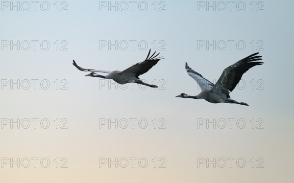Crane (Grus grus), two cranes flying in the morning light against a warm orange sky, Lower Saxony, Germany