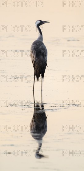 Crane (Grus grus) stands in the shallow water zone of a lake in warm morning light, Lower Saxony, Germany