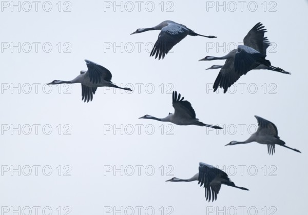 Crane (Grus grus), cranes flying against bright skies, Lower Saxony, Germany