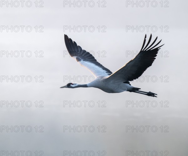 Crane (Grus grus) flying over a lake, fog, clouds of fog, Lower Saxony, Germany