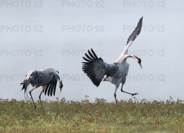 Crane (Grus grus), cranes just after copula, mating in a wetland, wetland, Lower Saxony, Germany