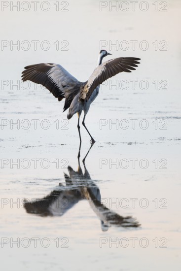 Crane (Grus grus) stands with spread wings in the shallow water zone of a lake, Lower Saxony, Germany
