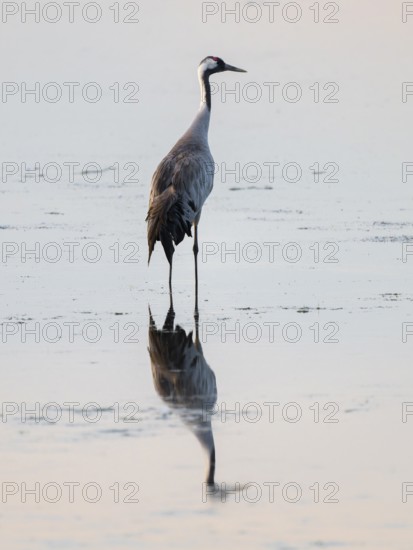 Crane (Grus grus) stands in the shallow water zone of a lake, Lower Saxony, Germany