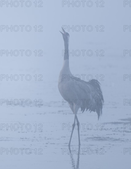 Crane (Grus grus) stands in front of sunrise in the shallow water zone of a lake and calls, morning fog, Lower Saxony, Germany