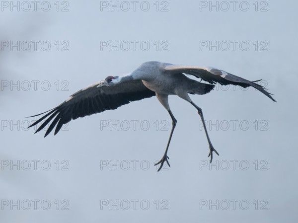 Crane (Grus grus) landing, Lower Saxony, Germany