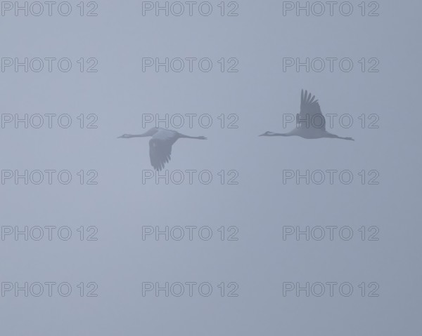 Crane (Grus grus) two cranes flying in fog, Lower Saxony, Germany