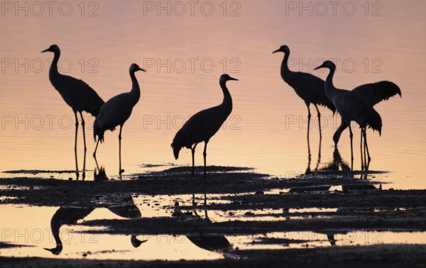 Crane (Grus grus), a group of cranes standing in the shallow water zone of a lake in warm, orange morning light, silhouettes, Lower Saxony, Germany