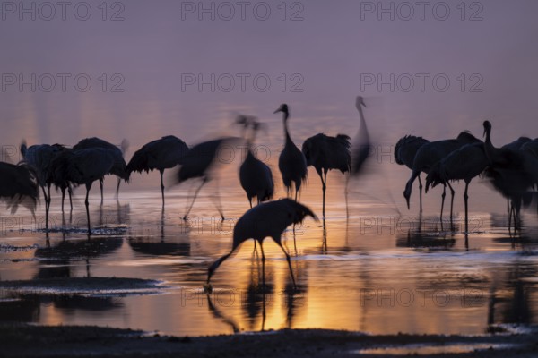 Crane (Grus grus), cranes standing in the shallow water zone of a lake in warm, orange morning light, silhouettes, motion blur, long exposure, moving, wiping effect, Lower Saxony, Germany