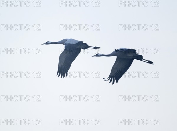 Crane (Grus grus) two cranes flying against a bright sky, Lower Saxony, Germany