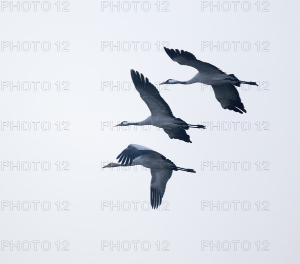 Crane (Grus grus), three cranes flying against a bright sky, Lower Saxony, Germany