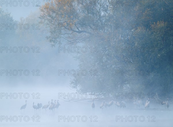 Crane (Grus grus), cranes standing in the shallow water zone of a lake, forest, morning fog, clouds of fog, Lower Saxony, Germany