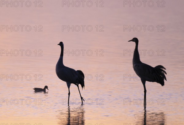 Crane (Grus grus), two cranes standing in the shallow water zone of a lake in warm, orange morning light, silhouettes, Lower Saxony, Germany