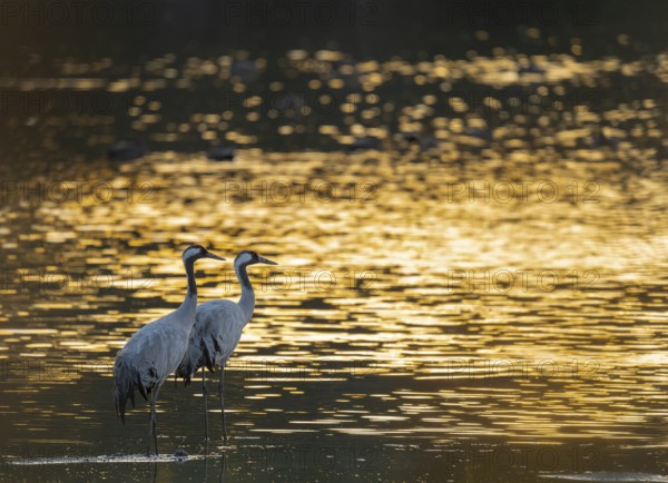 Crane (Grus grus), two cranes standing in the shallow water zone of a lake in warm, orange morning light, Lower Saxony, Germany