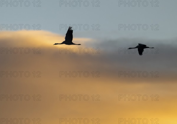 Crane (Grus grus) two cranes flying in the morning light against a blue sky with warm orange clouds, silhouettes, Lower Saxony, Germany