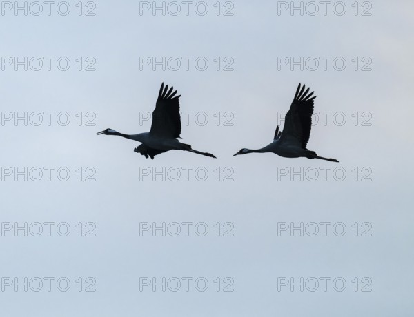 Crane (Grus grus), two cranes in flight, silhouettes, Lower Saxony, Germany