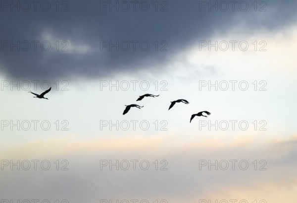 Crane (Grus grus), cranes flying against a bright sky with dramatic dark clouds, silhouettes, Lower Saxony, Germany