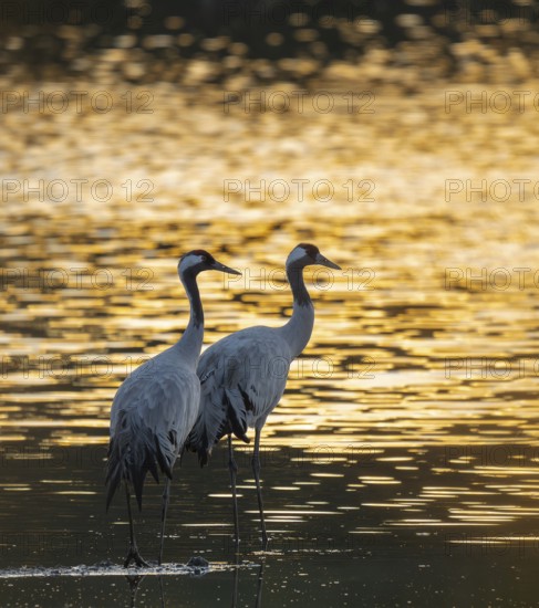 Crane (Grus grus), two cranes standing in the shallow water zone of a lake in warm, orange morning light, Lower Saxony, Germany