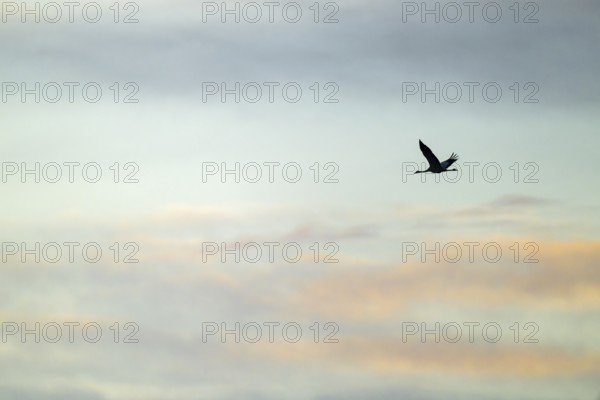 Crane (Grus grus) two cranes flying in the morning light against a blue sky with warm orange clouds, silhouette, Lower Saxony, Germany