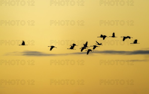 Crane (Grus grus) Cranes flying against a warm orange sky in the morning light, silhouettes, Lower Saxony, Germany