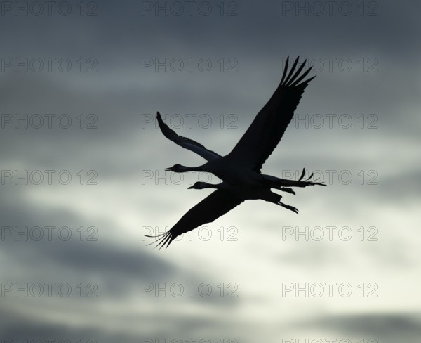 Crane (Grus grus), two cranes flying against a bright sky with dramatic dark clouds, silhouettes, Lower Saxony, Germany