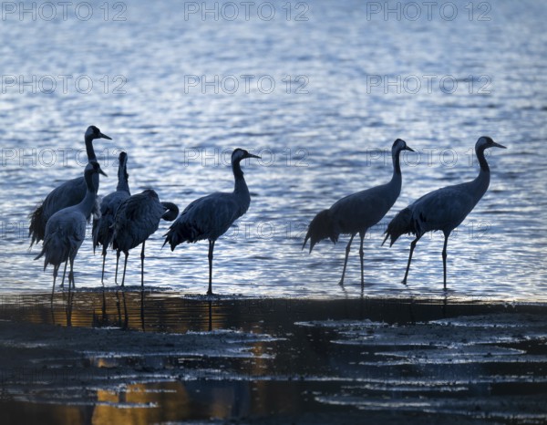 Crane (Grus grus), a group of cranes standing early in the morning in the shallow water zone of a lake, Lower Saxony, Germany