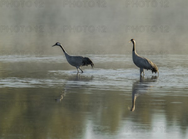 Crane (Grus grus), two cranes standing in the shallow water zone of a lake early in the morning, morning fog, clouds of fog, Lower Saxony, Germany