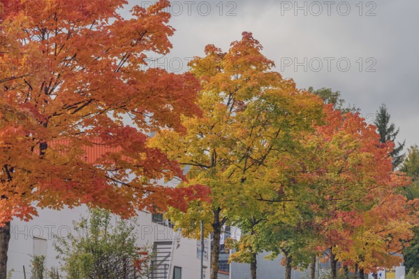 Autumn-colored maples (Acer), Kempten, Allgäu, Swabia, Bavaria, Germany