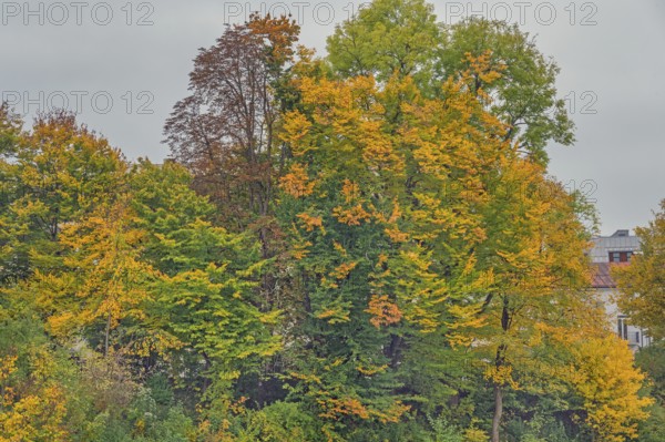 Autumn-coloured beech trees (Fagus), Kempten, Allgäu, Swabia, Bavaria, Germany