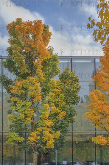 Autumn-colored maples (Acer), in front of glass façade, Kempten, Allgäu, Swabia, Bavaria, Germany