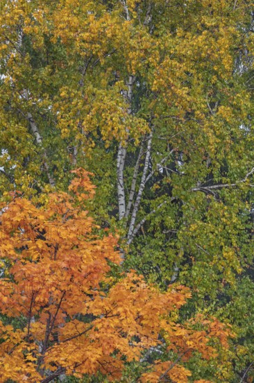 Autumn-colored maple (Acer), and birches (Betula), Allgäu, Swabia, Bavaria, Germany