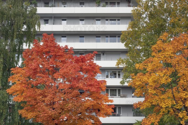 Autumn-colored maples (Acer), in front of high-rise building with concrete balconies, Kempten, Swabia, Bavaria, Germany