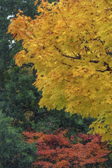 Autumn-colored maple (Acer), Kempten, Swabia, Bavaria, Germany
