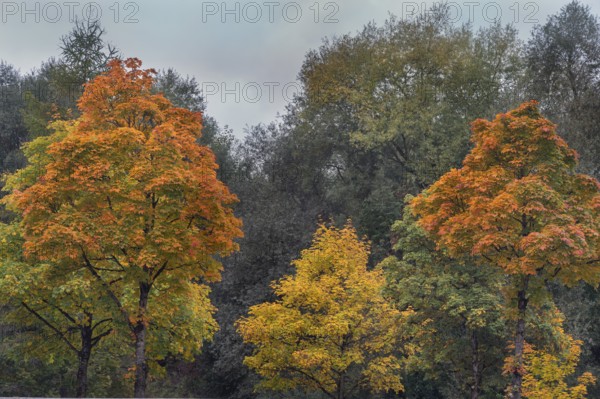 Autumn-colored maples (Acer), and others, Kempten, Swabia, Bavaria, Germany