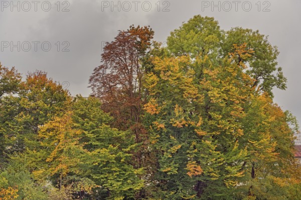 Autumn-coloured deciduous trees, Kempten, Swabia, Bavaria, Germany