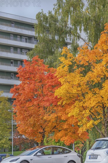 Autumn-colored maples (Acer), Kempten, Allgäu, Swabia, Bavaria, Germany